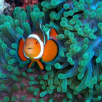 Il pesciolino Nemo: sogno nell’acquario, incubo dei negozianti :)