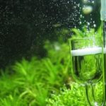 CO2 in Acquario… a cosa serve?