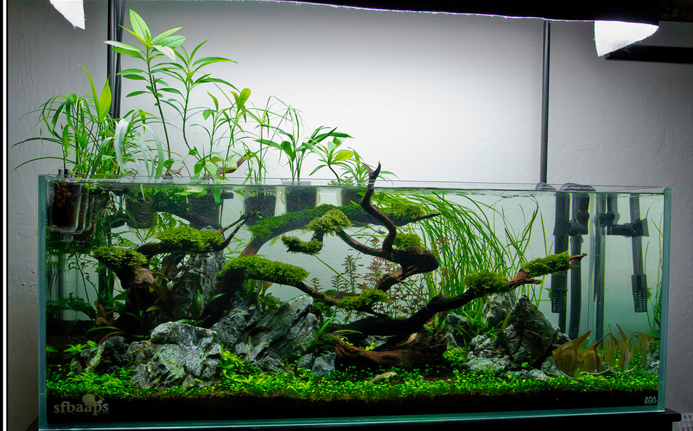 Acquario aperto o chiuso? - L'ACQUARIO di Valerio Rizzo